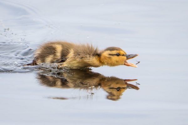 Maggie Bullock - Winner