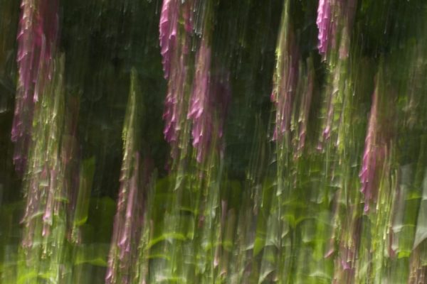 Ann Gardiner - Commended