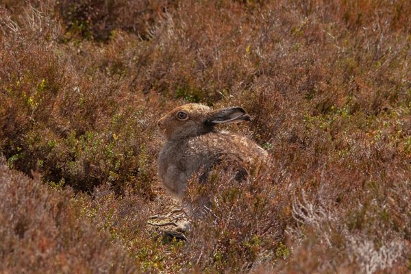 Vince Scriven - Highly Commended