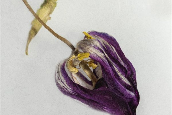 Marie Aldridge - Commended