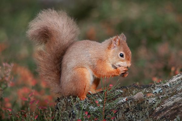 Vince Scriven - Highly Commended