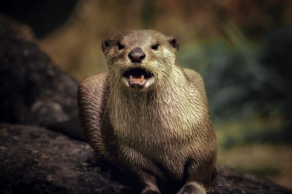 Nicky Higgens - Very Highly Commended