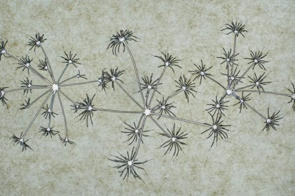 Ann Gardiner - Commended